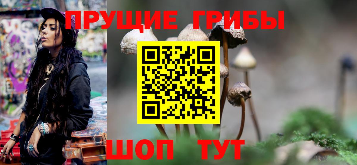 Псилоцибиновые грибы Psilocybine cubensis Югорск